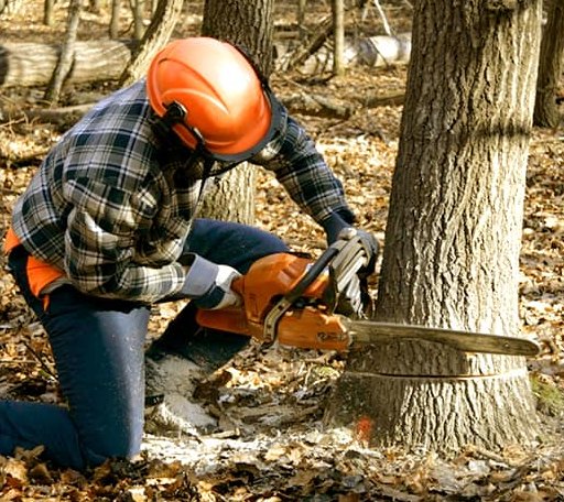Tree Removal in Ladonia, TX